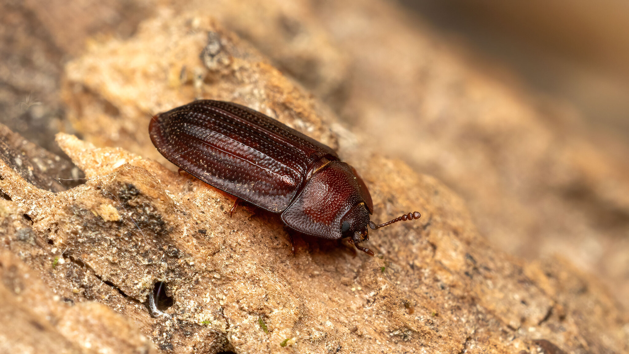 Peltidae Peltis ferruginea