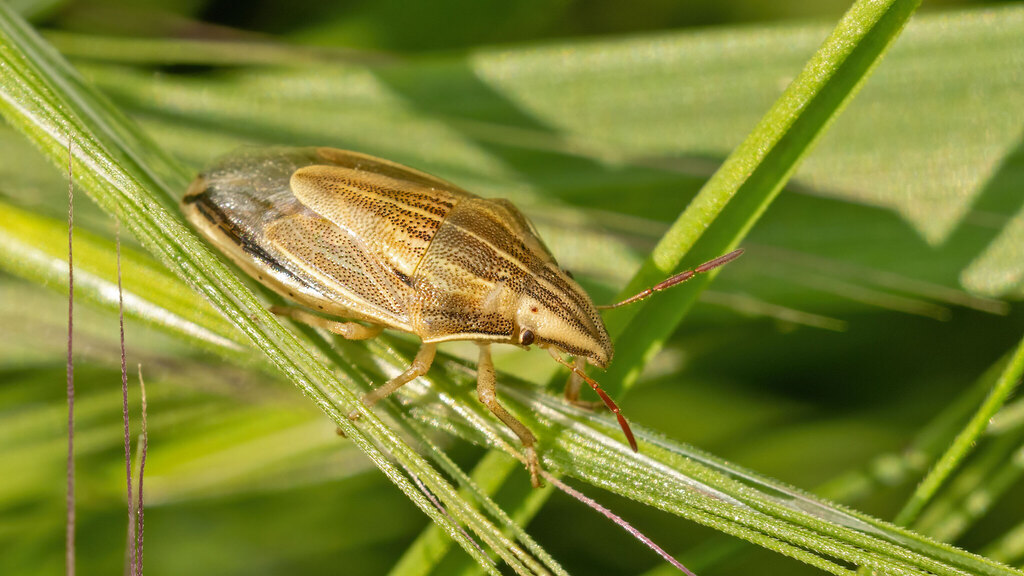 Pentatomidae Aelia acuminata