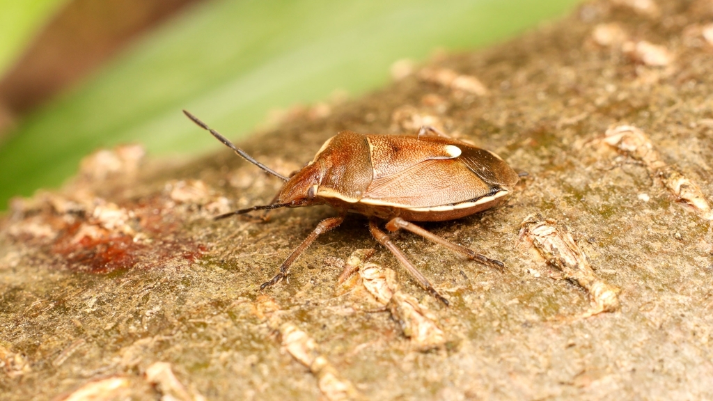 Pentatomidae Chlorochroa pinicola