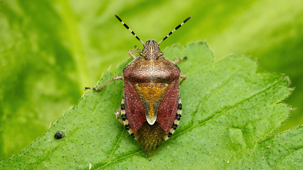 Pentatomidae Dolycoris baccarum