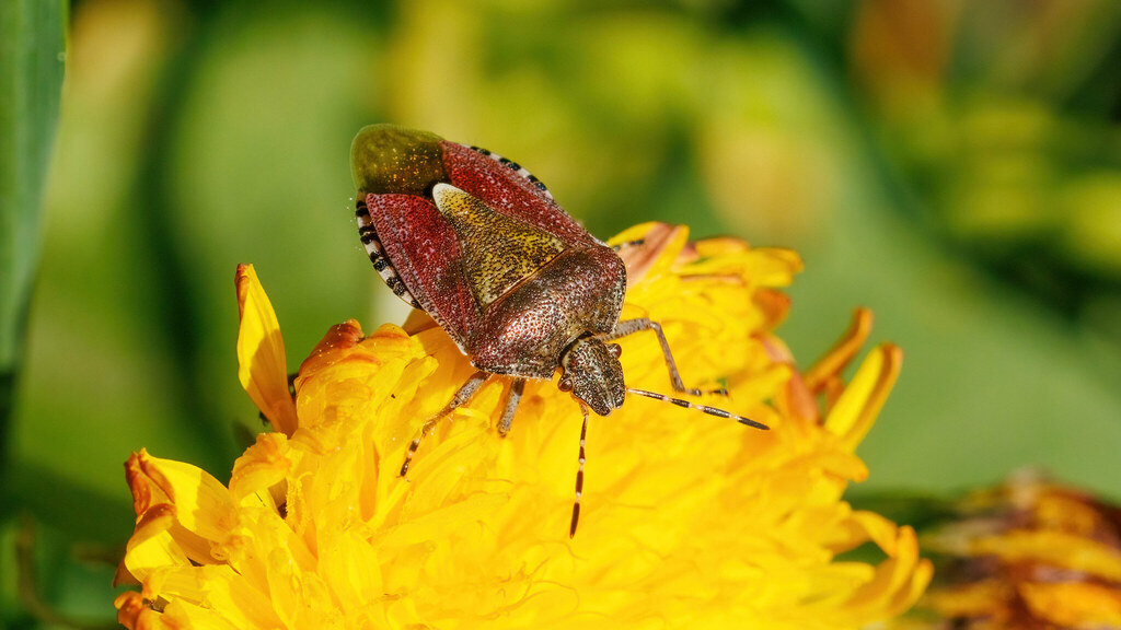 Pentatomidae Dolycoris baccarum