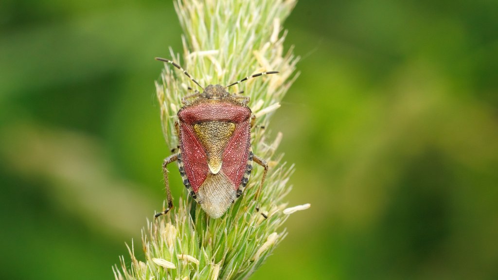 Dolycoris baccarum
