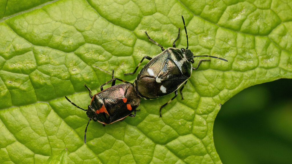 Pentatomidae Eurydema oleracea