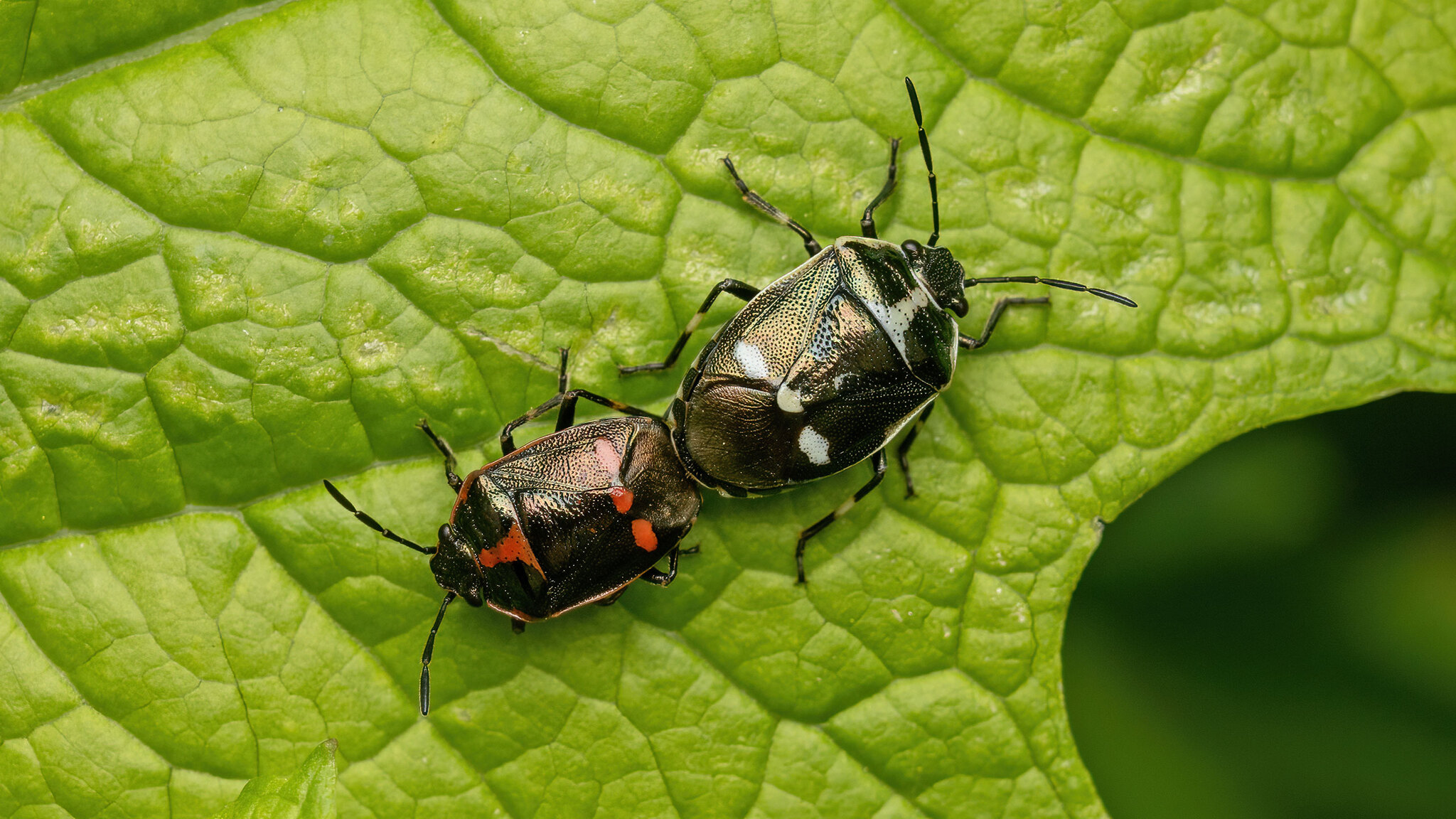 Pentatomidae Eurydema oleracea