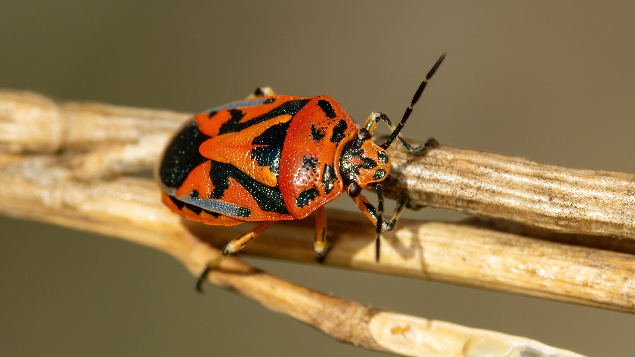 Pentatomidae Eurydema ornata