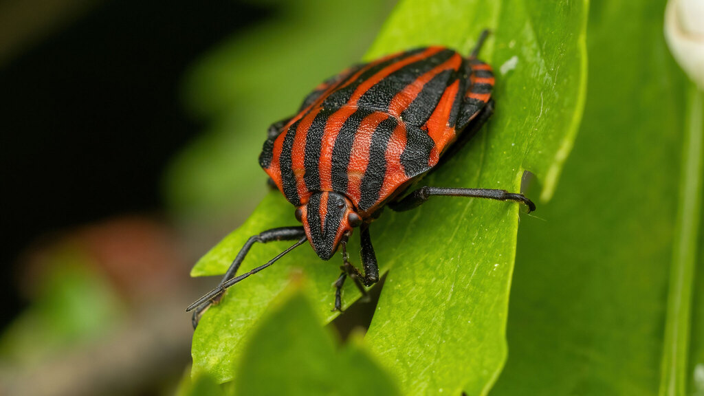 Pentatomidae Graphosoma italicum italicum
