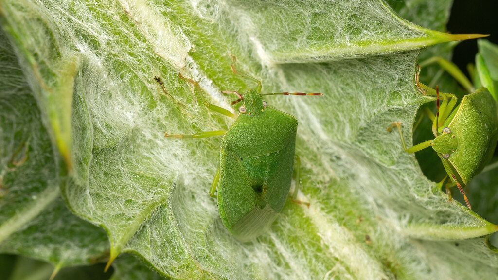 Pentatomidae Nezara viridula