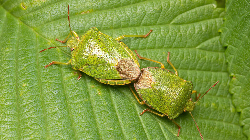 Pentatomidae Palomena prasina