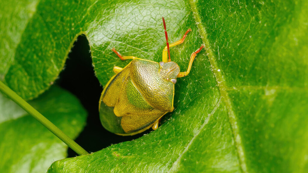 Pentatomidae Piezodorus lituratus