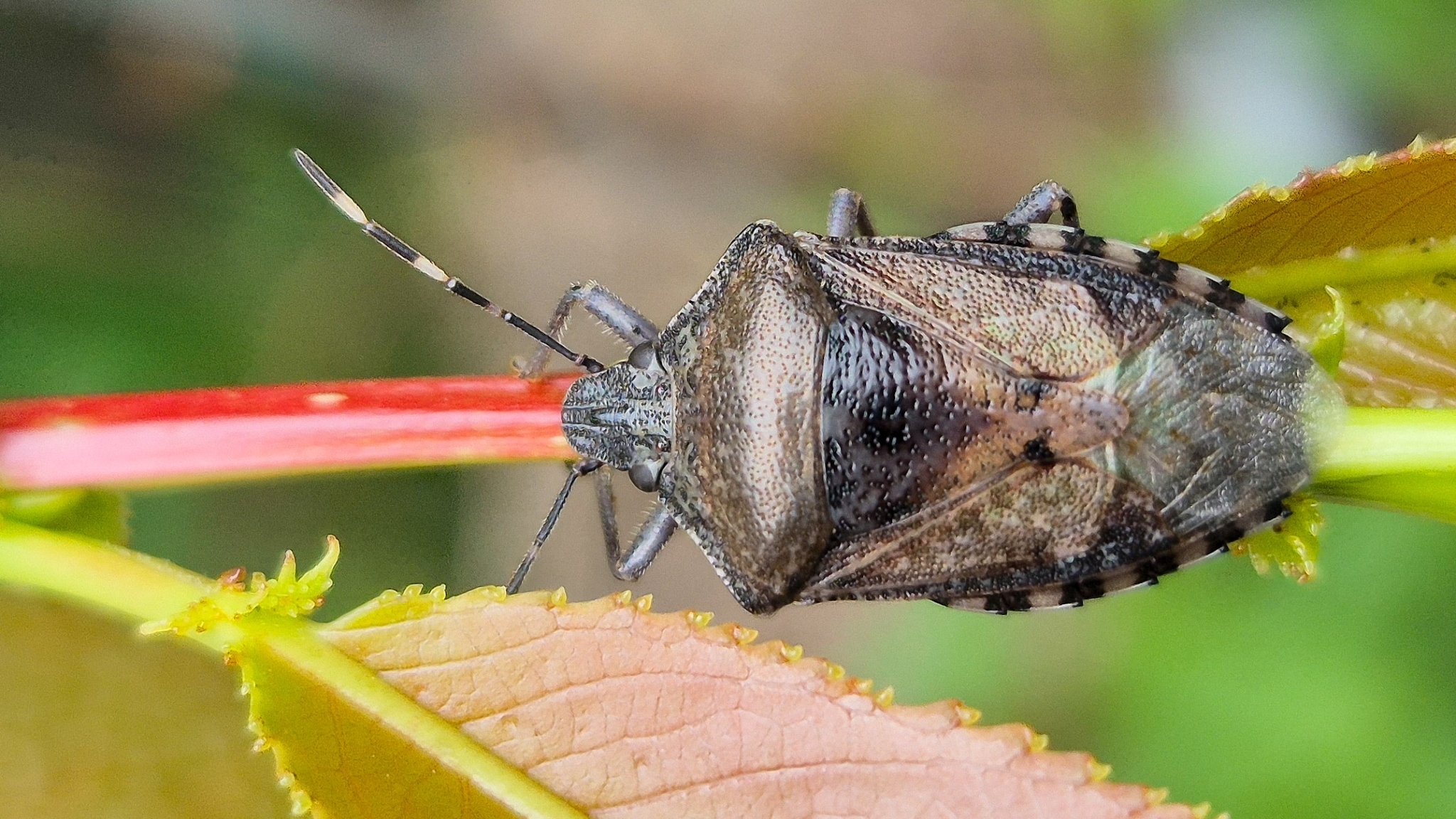 Pentatomidae Rhaphigaster nebulosa