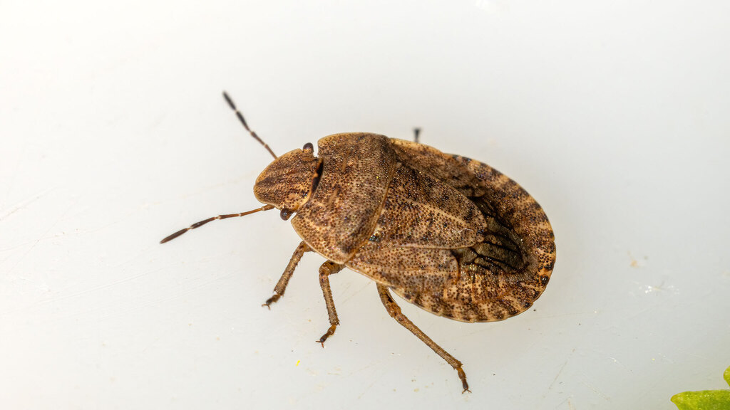 Pentatomidae Sciocoris