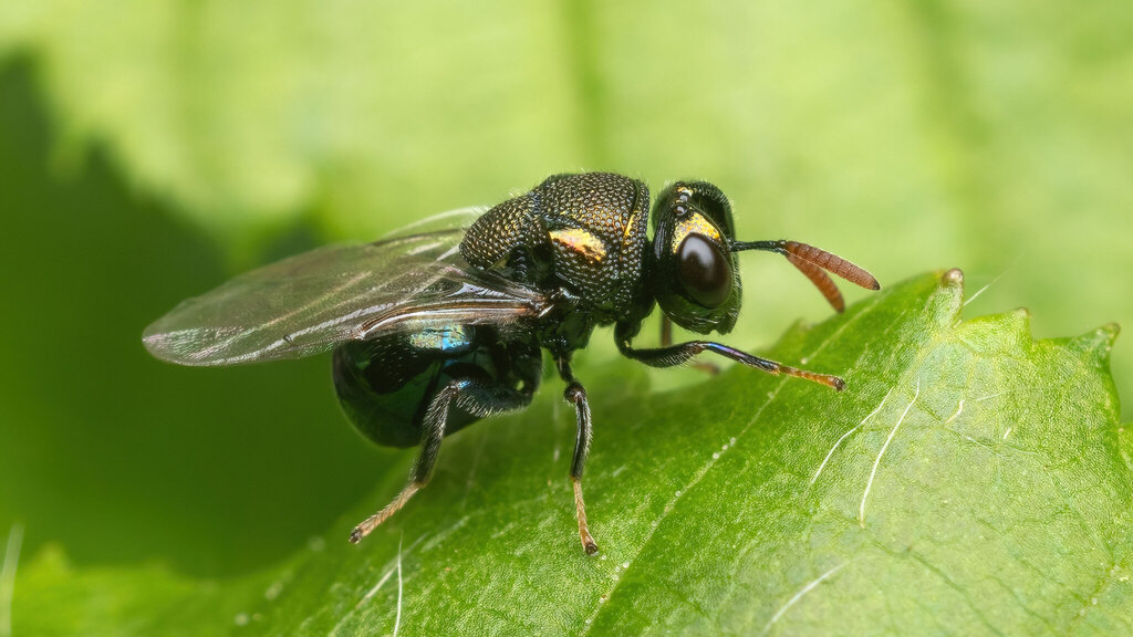 Perilampidae Perilampus ruficornis