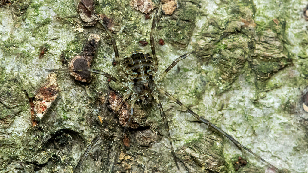 Phalangiidae Lacinius dentiger