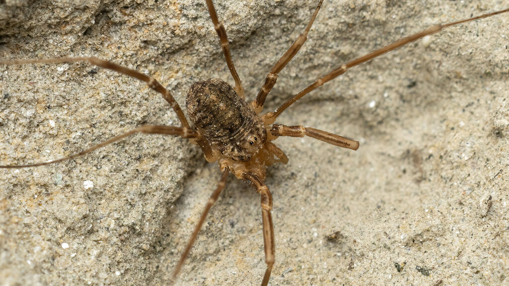 Phalangiidae Opilio saxatilis