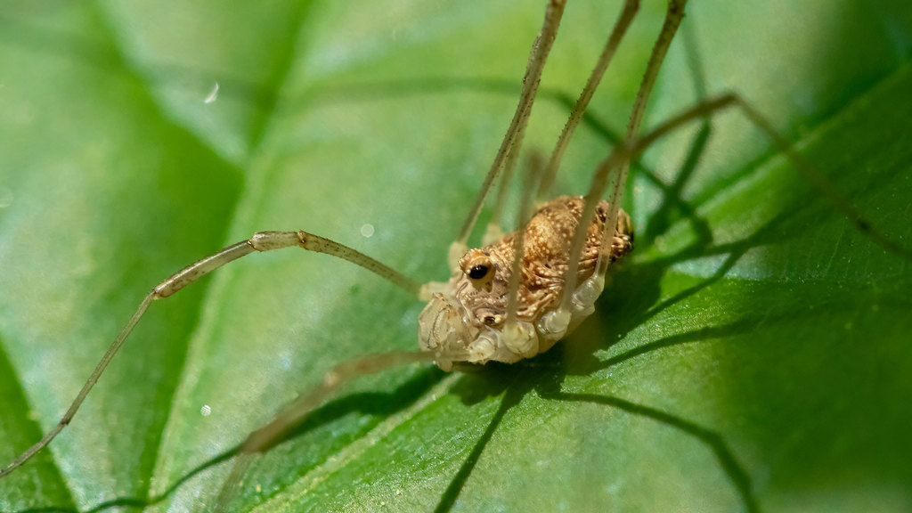 Opiliones - Harvestmen 