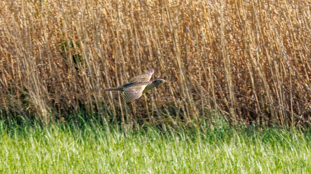 Phasianidae Phasianus colchicus