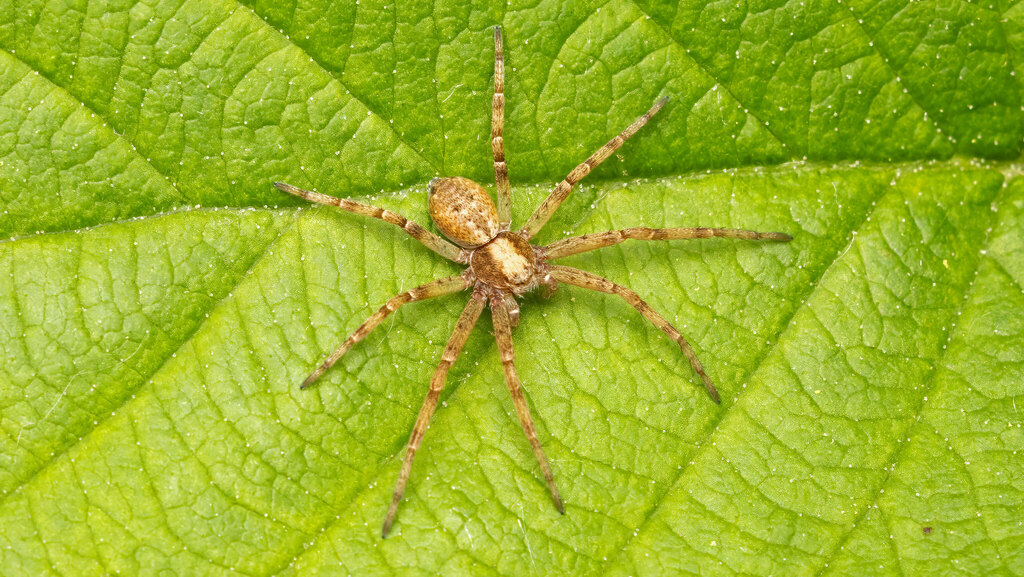 Philodromidae Philodromus