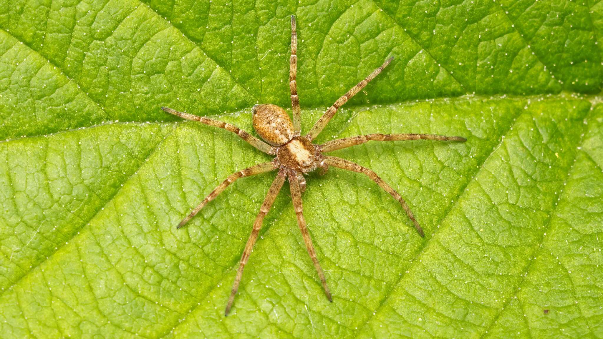 Philodromidae Philodromus