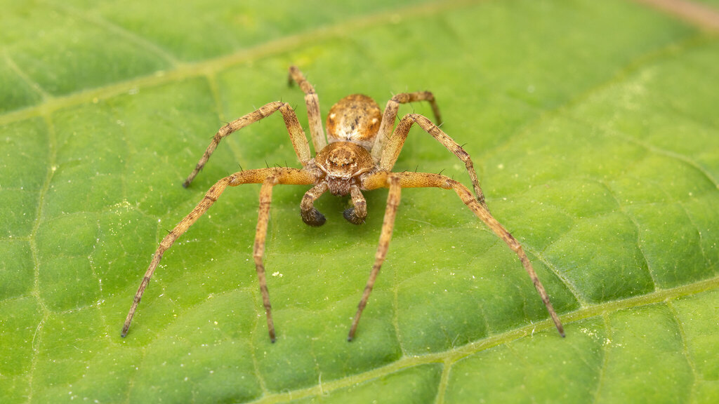 Philodromidae Philodromus