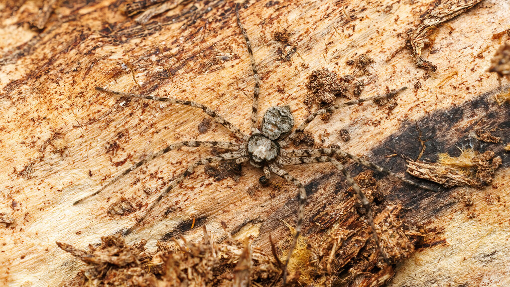 Philodromidae Philodromus poecilus