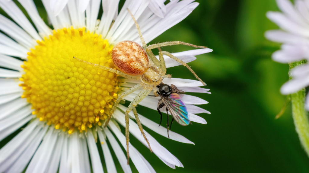 Philodromus rufus