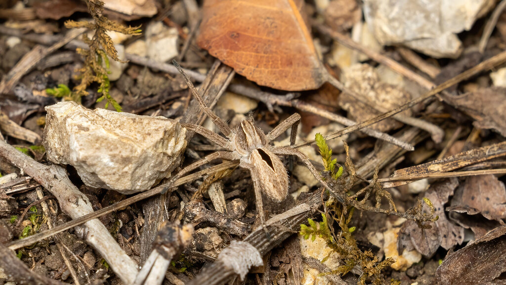 Philodromidae Thanatus formicinus