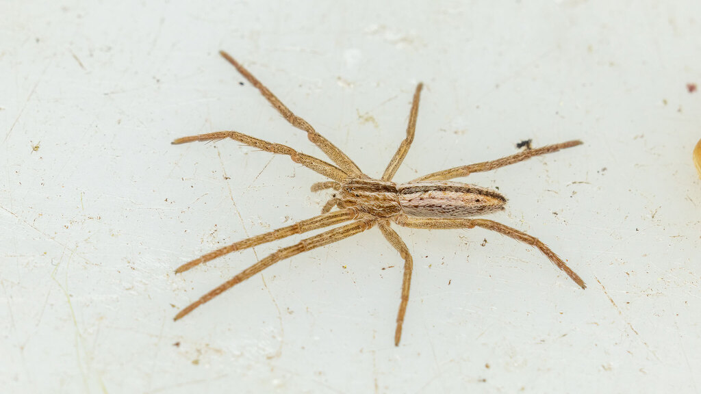 Philodromidae Tibellus