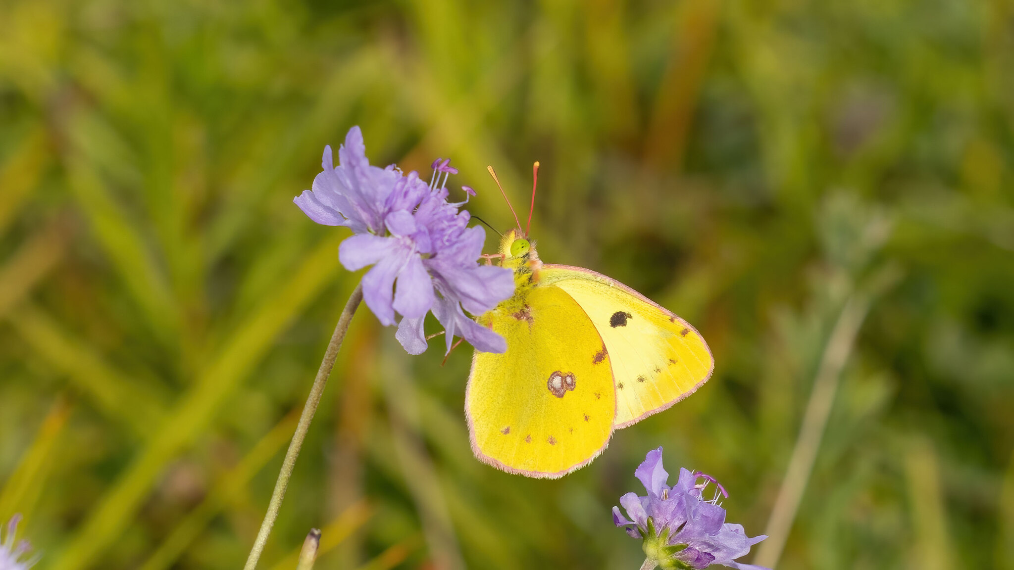 Pieridae Colias