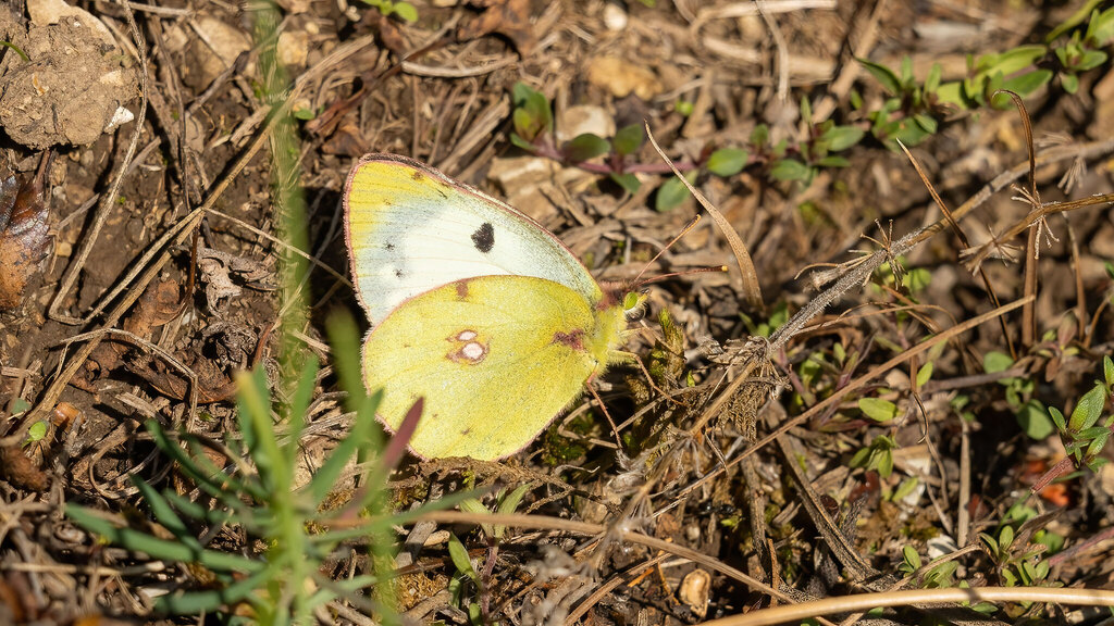 Pieridae Colias