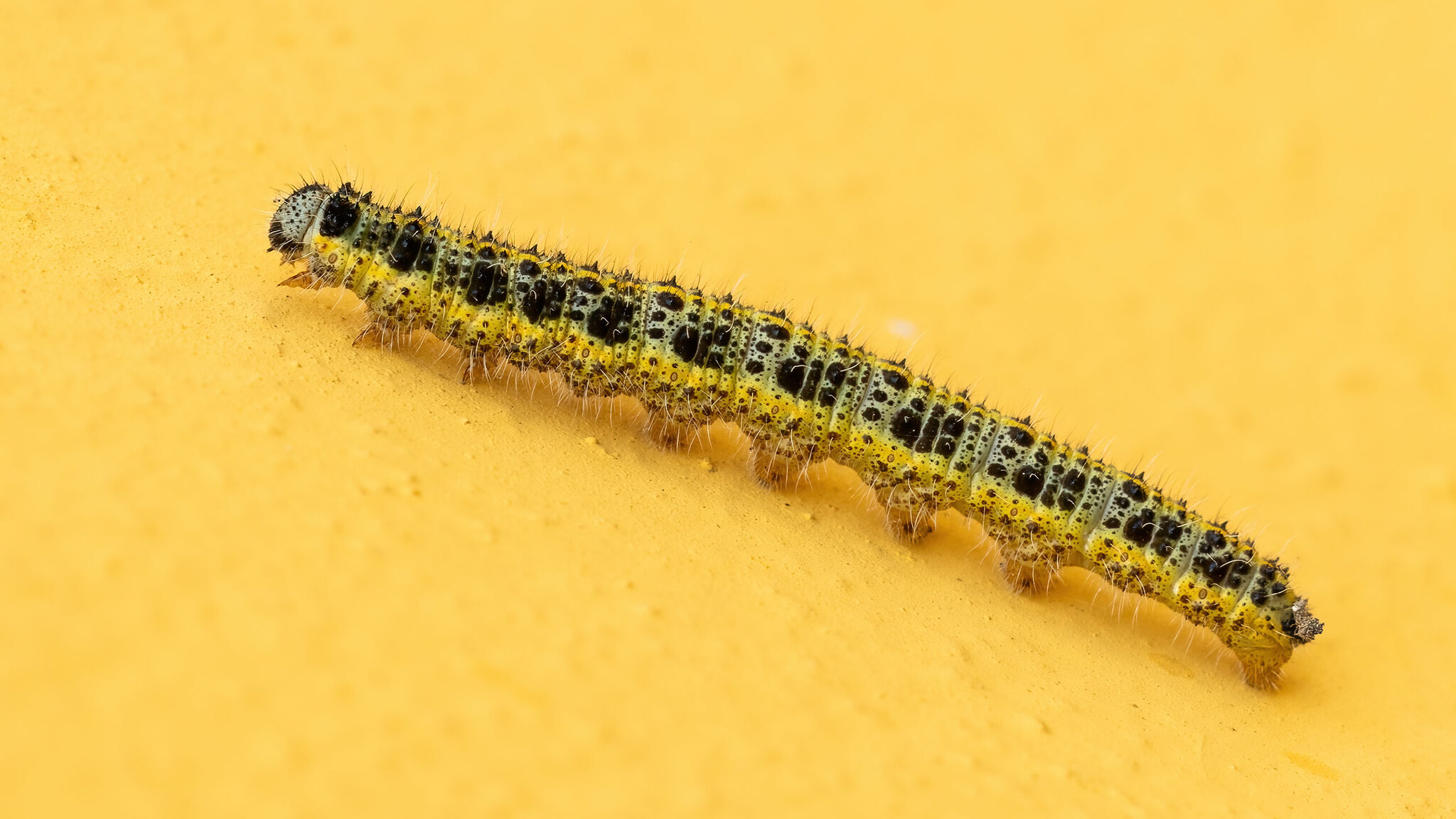 Pieridae Pieris brassicae