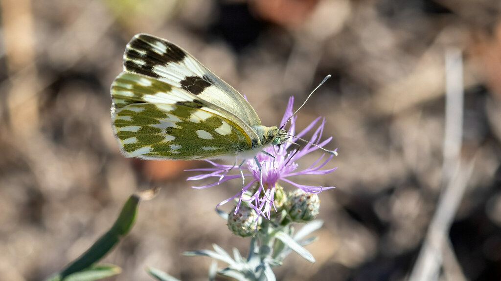 Pieridae Pontia edusa