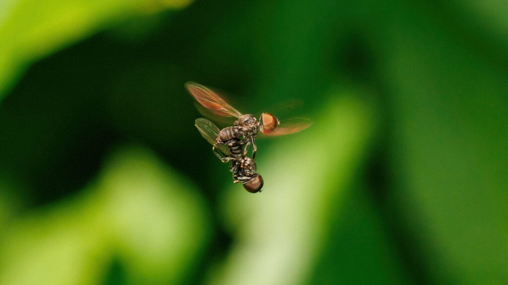 Pipunculidae Pipunculinae