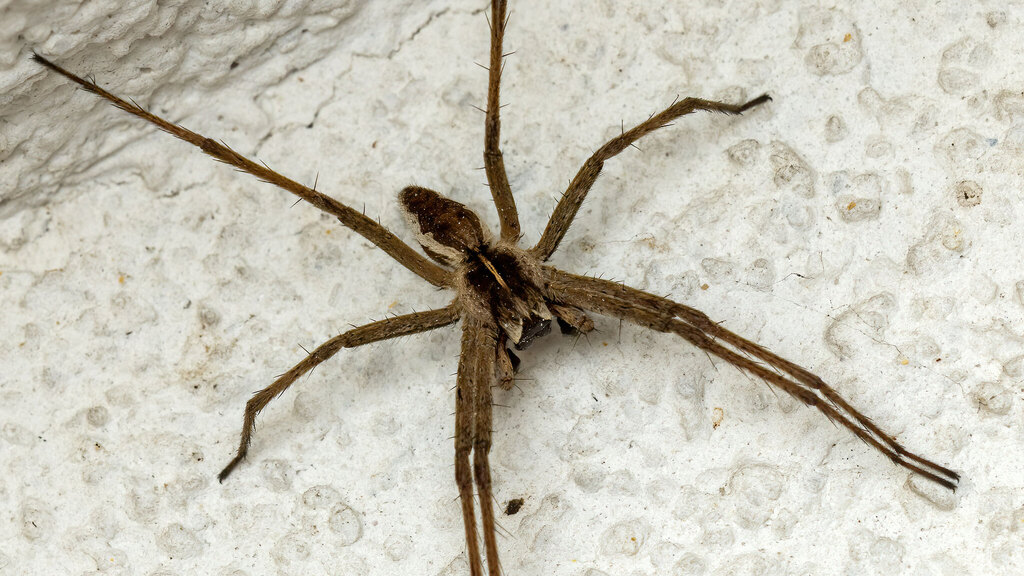 Pisauridae Pisaura mirabilis