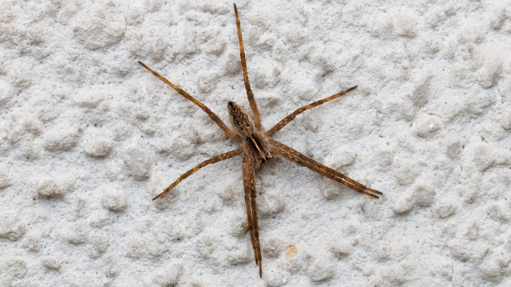 Pisaura mirabilis