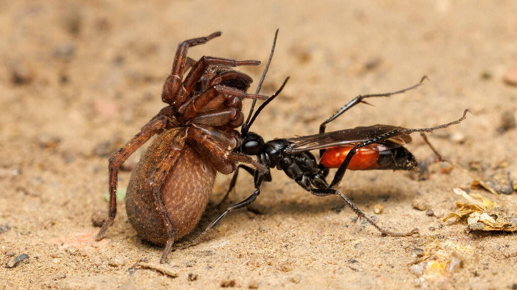 Pompilidae Priocnemis