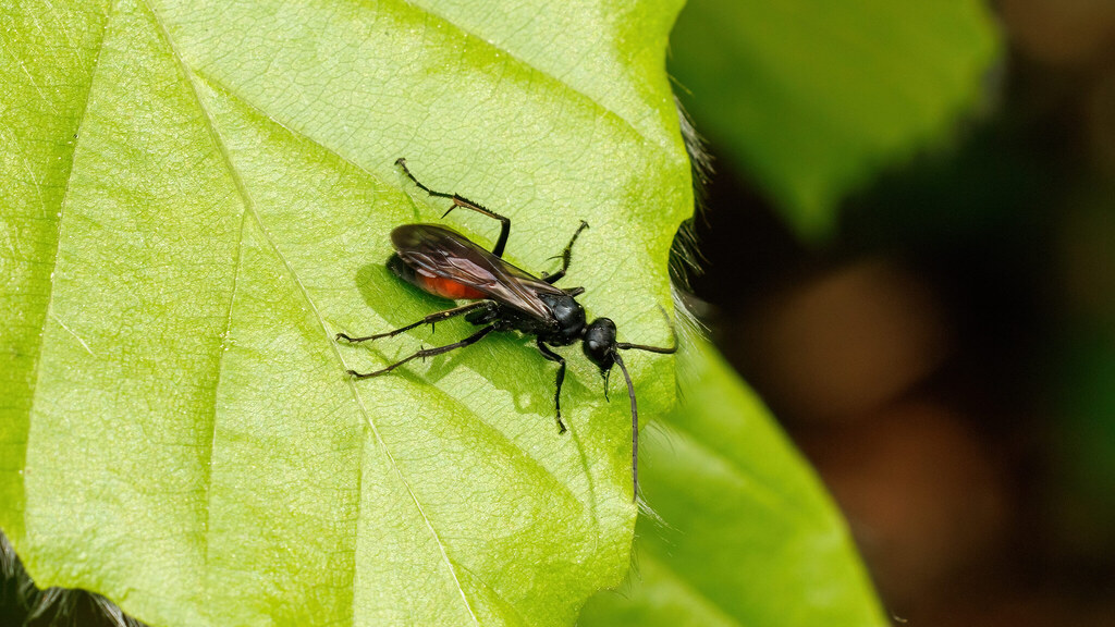 Pompilidae Priocnemis