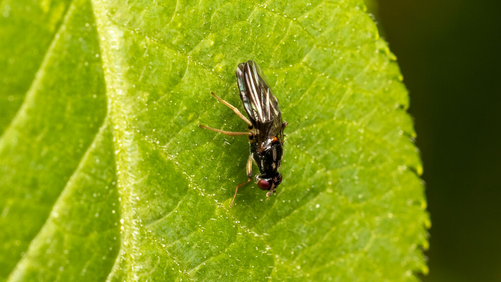 Psilidae Chyliza
