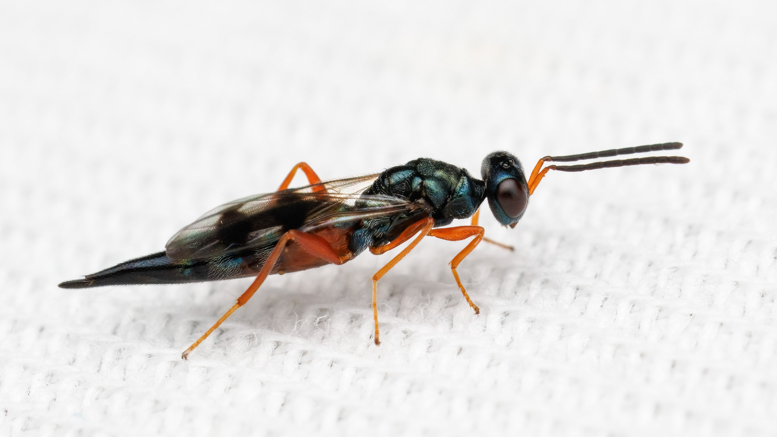 Plutothrix sp.