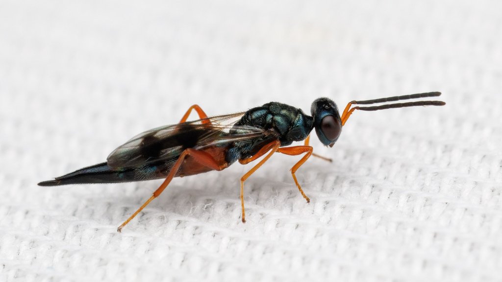 Plutothrix sp.