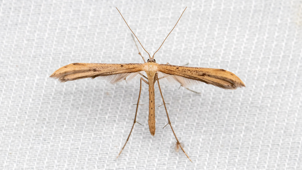 Pterophoridae Oidaematophorini