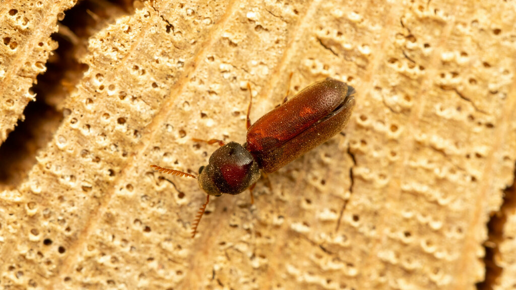 Ptinidae Ptilinus