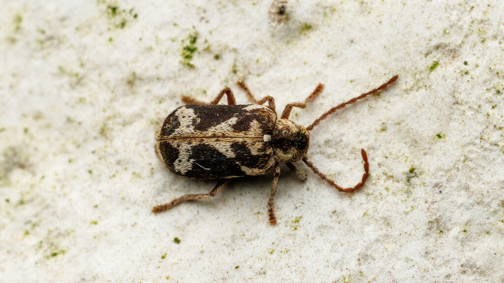 Ptinidae Ptinomorphus imperialis
