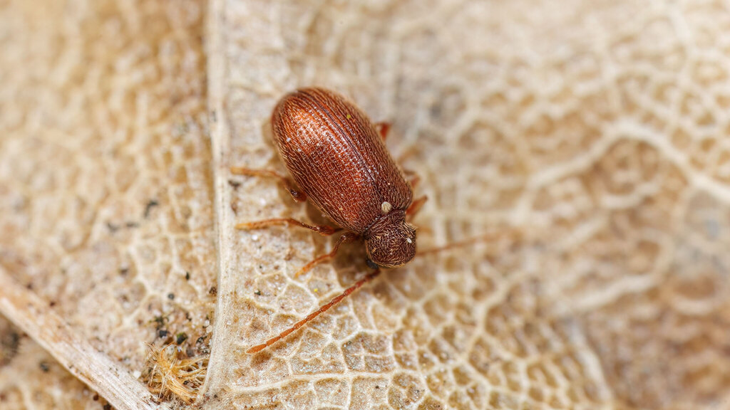 Ptinidae Ptinus