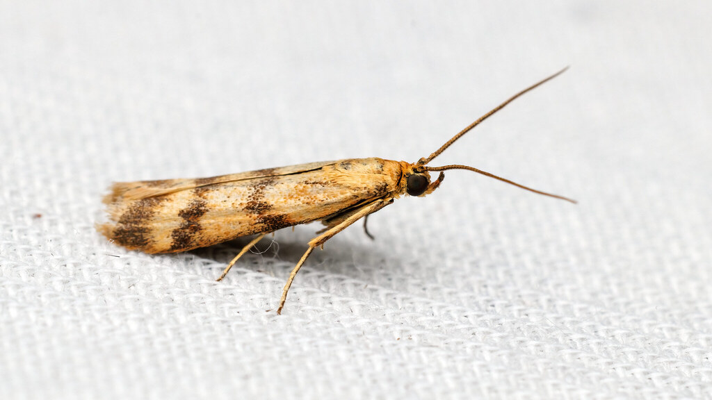 Pyralidae Homoeosoma sinuella