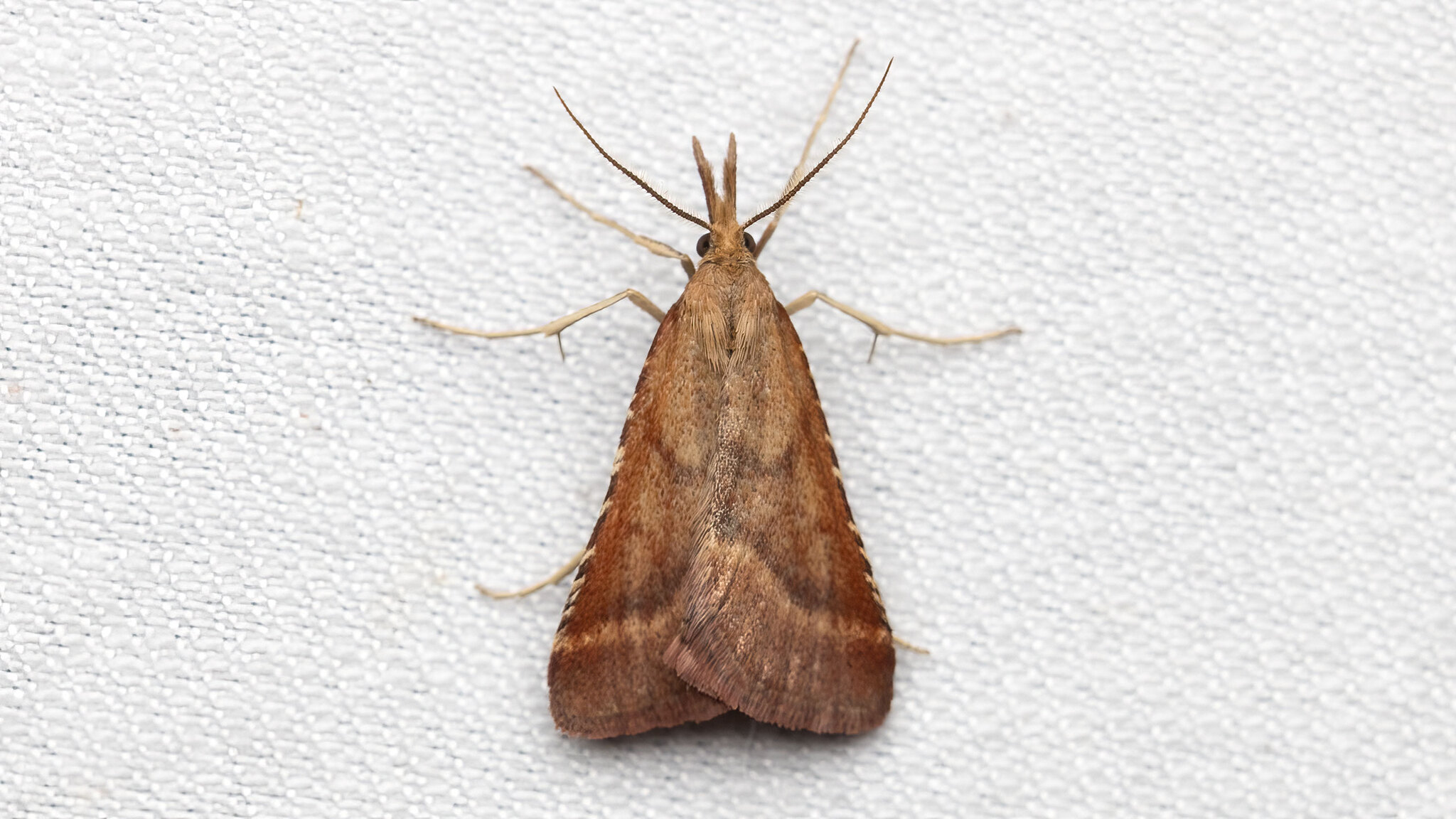 Pyralidae Synaphe punctalis
