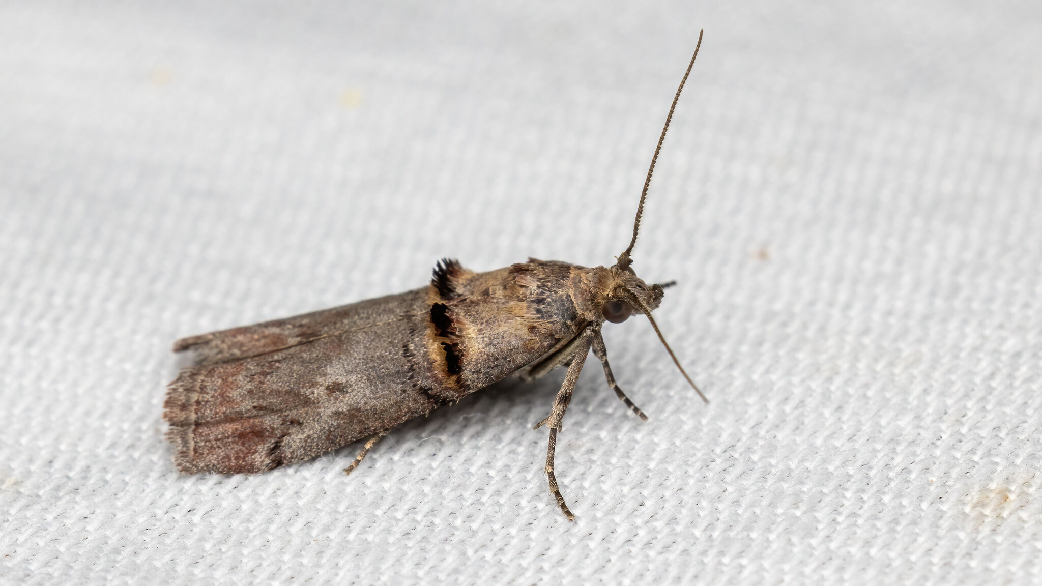 Pyralidae Trachonitis cristella