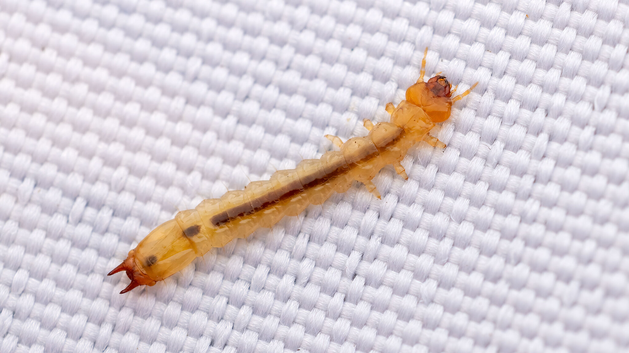Pyrochroidae Pyrochroa