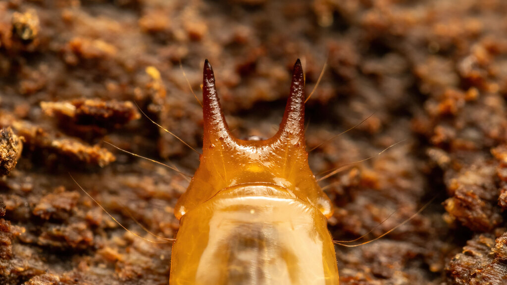 Pyrochroidae Pyrochroa coccinea