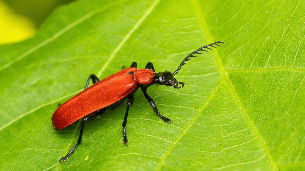 Pyrochroidae Pyrochroa coccinea