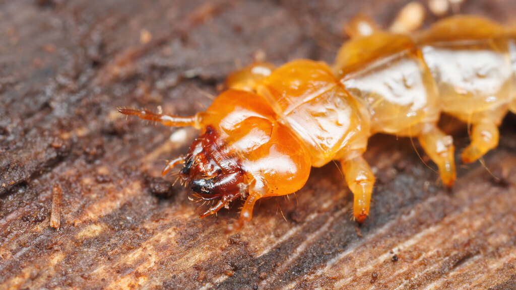 Pyrochroidae Pyrochroa coccinea